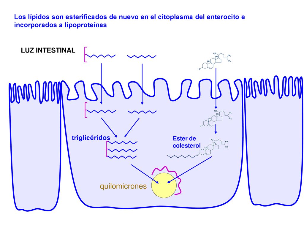 Los lípidos son esterificados de nuevo en el citoplasma del enterocito e incorporados a lipoproteínas
