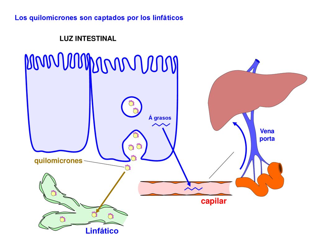 capilar Linfático Los quilomicrones son captados por los linfáticos