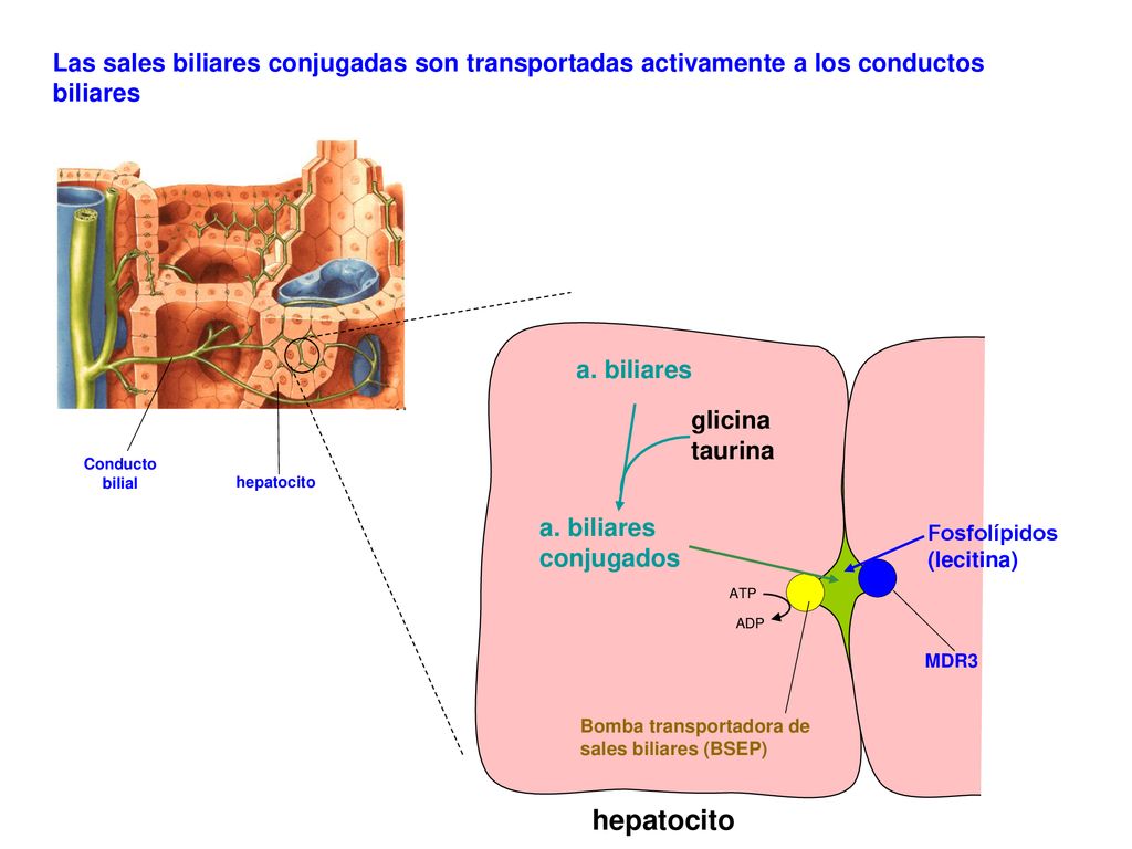 Las sales biliares conjugadas son transportadas activamente a los conductos biliares