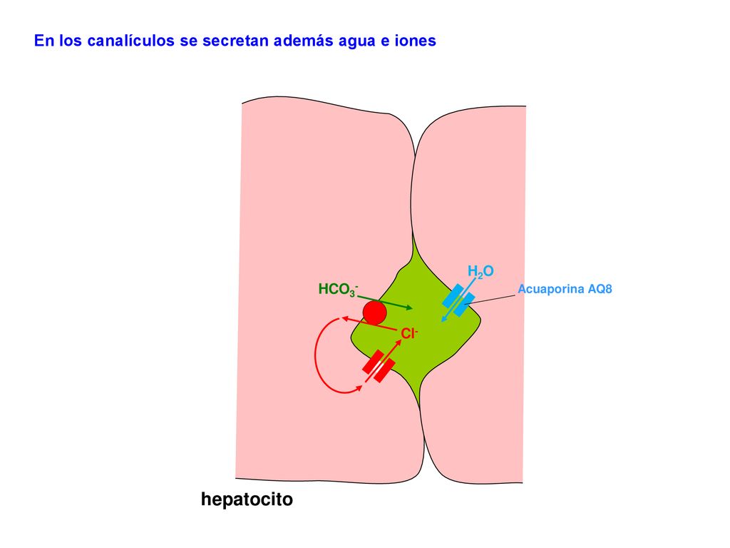 hepatocito En los canalículos se secretan además agua e iones H2O