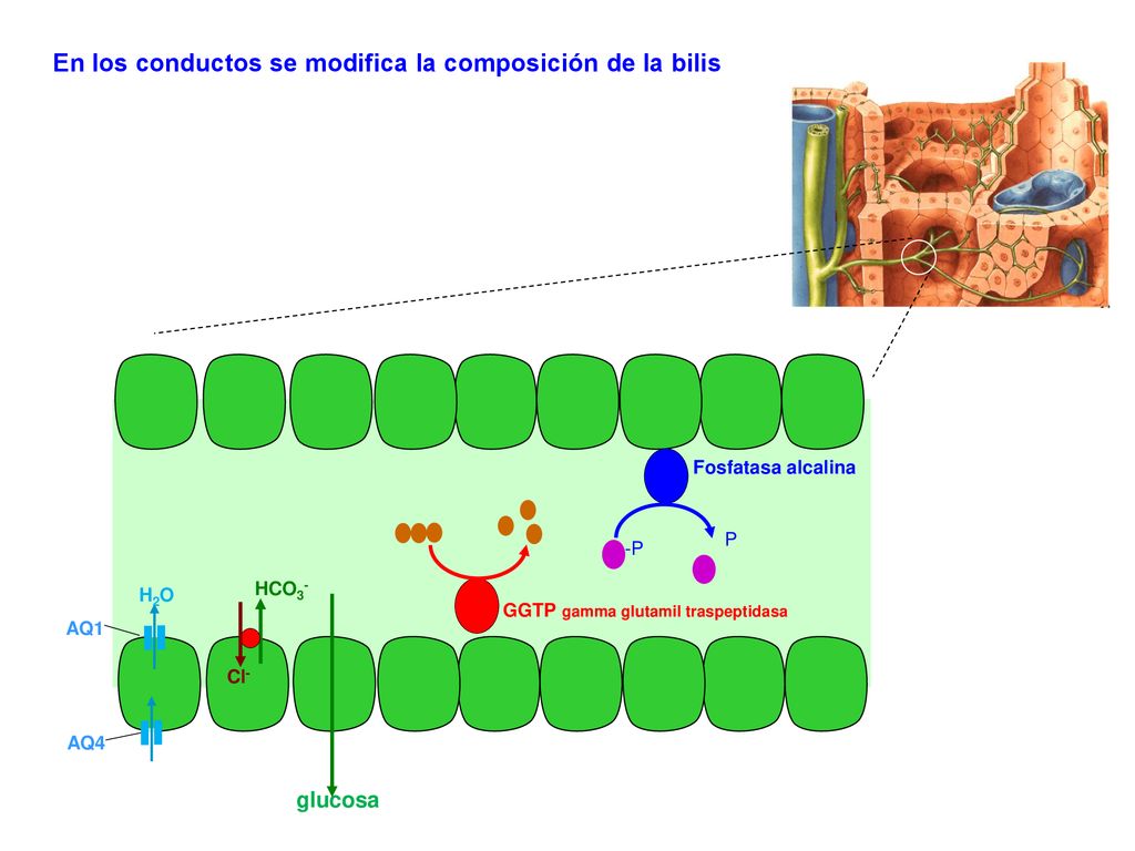 En los conductos se modifica la composición de la bilis