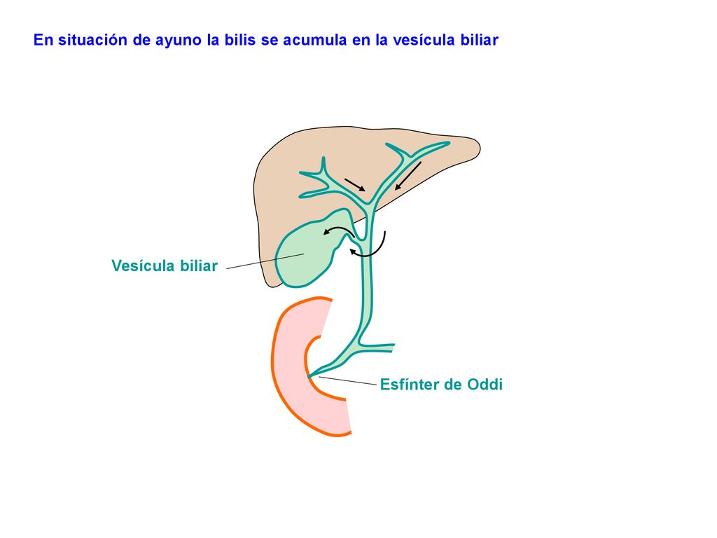 En situación de ayuno la bilis se acumula en la vesícula biliar