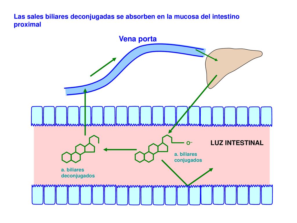 Las sales biliares deconjugadas se absorben en la mucosa del intestino proximal