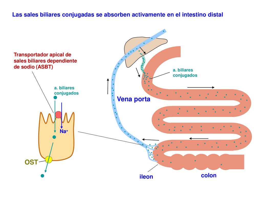 Las sales biliares conjugadas se absorben activamente en el intestino distal