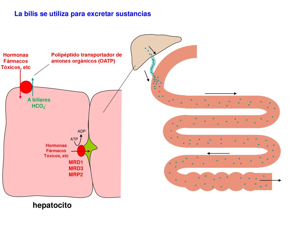 hepatocito La bilis se utiliza para excretar sustancias Hormonas