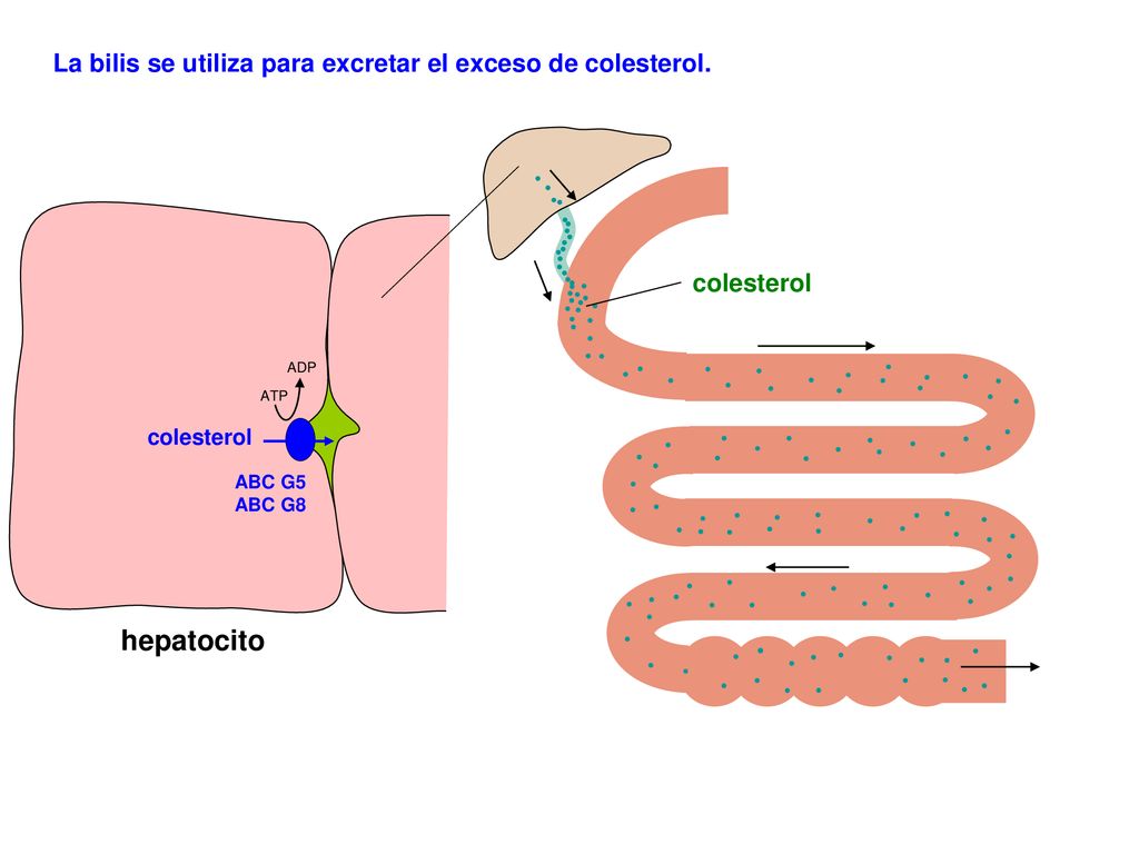 hepatocito La bilis se utiliza para excretar el exceso de colesterol.