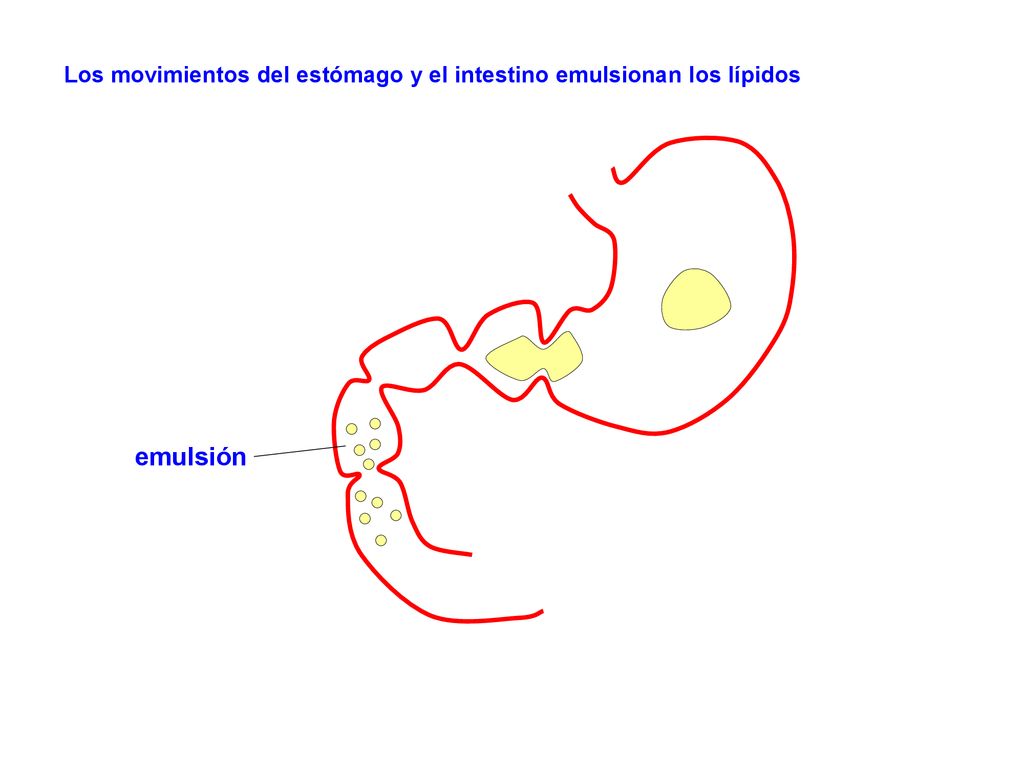 Los movimientos del estómago y el intestino emulsionan los lípidos