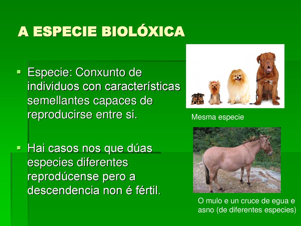 A ESPECIE BIOLÓXICA Especie: Conxunto de individuos con características semellantes capaces de reproducirse entre si.