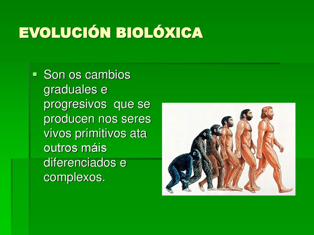 EVOLUCIÓN BIOLÓXICA Son os cambios graduales e progresivos que se producen nos seres vivos primitivos ata outros máis diferenciados e complexos.