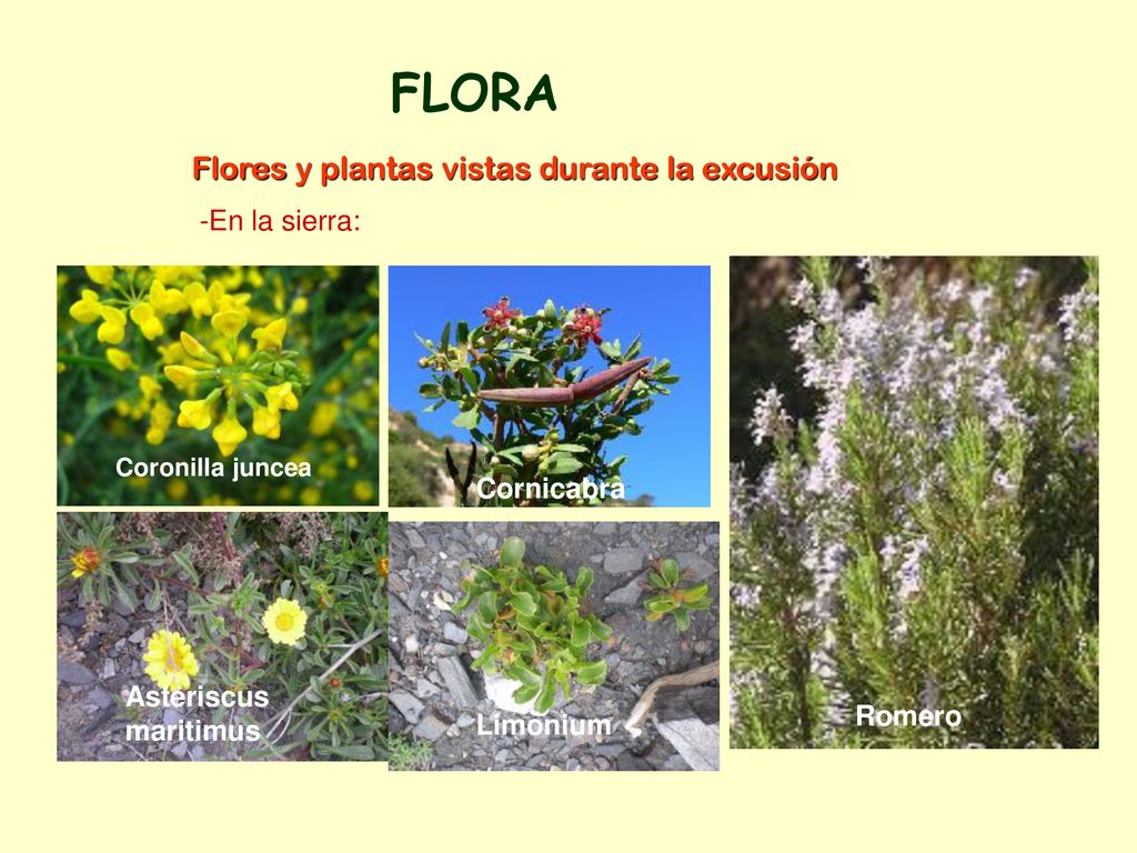 FLORA Flores y plantas vistas durante la excusión -En la sierra: