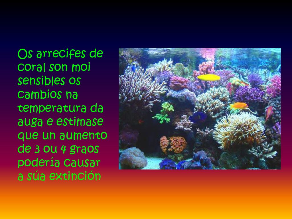 Os arrecifes de coral son moi sensibles os cambios na temperatura da auga e estimase que un aumento de 3 ou 4 graos podería causar a súa extinción