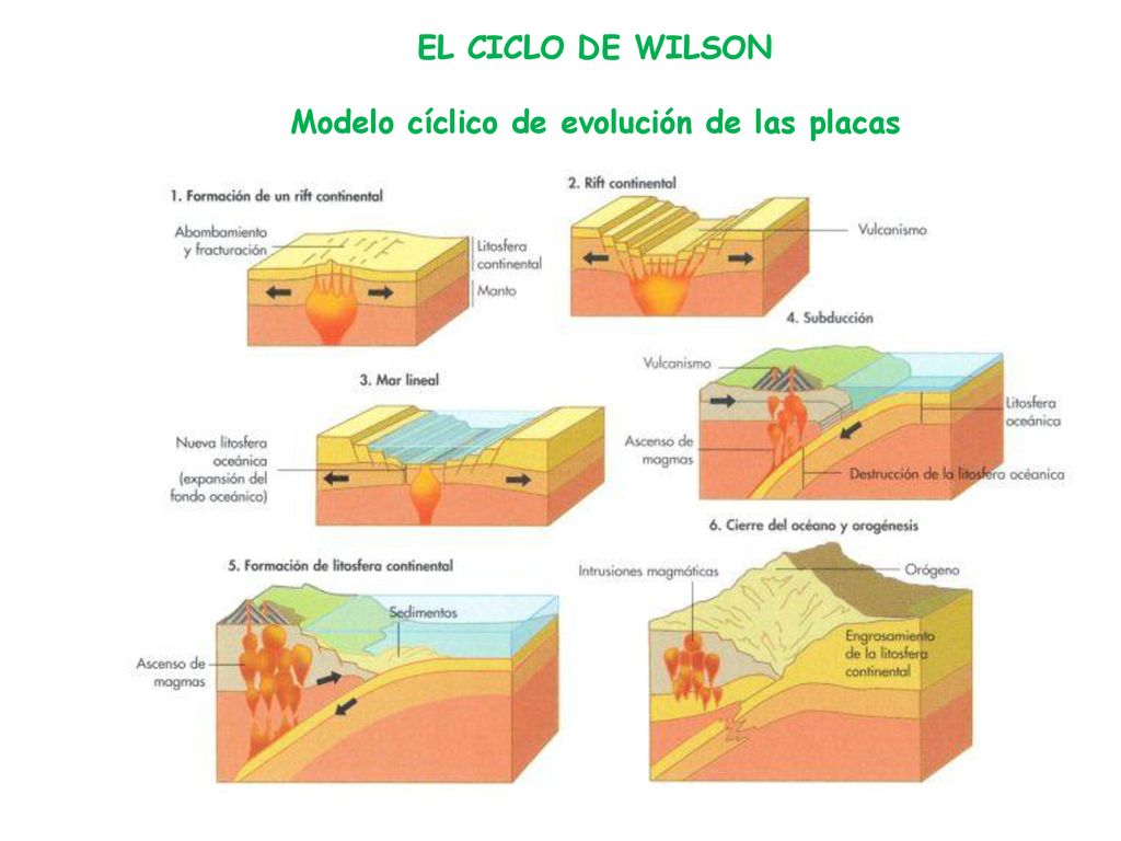 EL CICLO DE WILSON Modelo cíclico de evolución de las placas