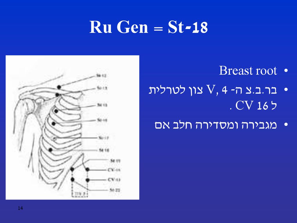 St-18 = Ru Gen Breast root בר.ב.צ ה- V, 4 צון לטרלית ל CV 16 .