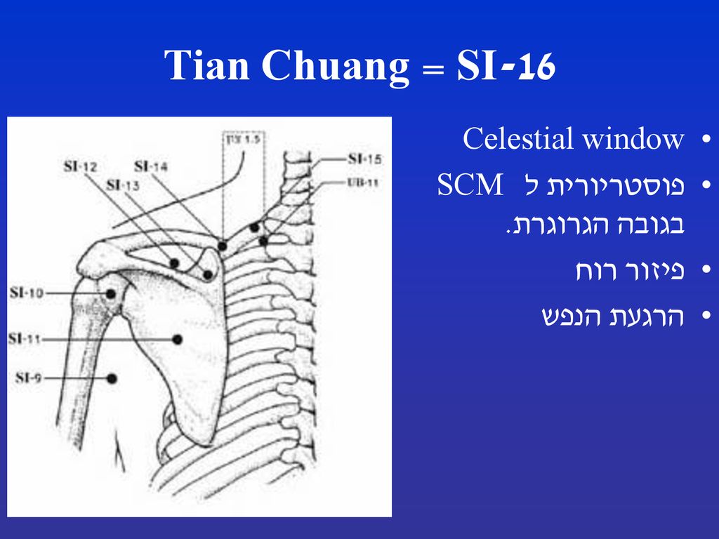 SI-16 = Tian Chuang Celestial window פוסטריורית ל SCM בגובה הגרוגרת.