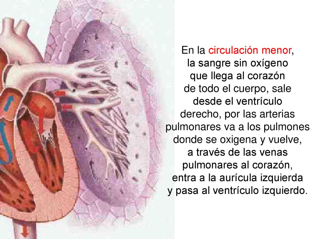 En la circulación menor, la sangre sin oxígeno que llega al corazón