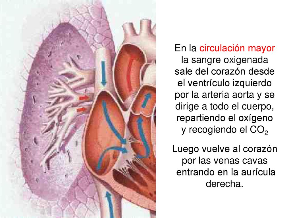 En la circulación mayor la sangre oxigenada sale del corazón desde
