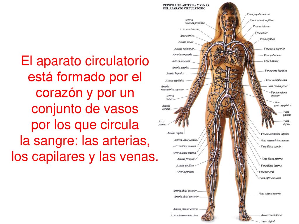 El aparato circulatorio está formado por el corazón y por un
