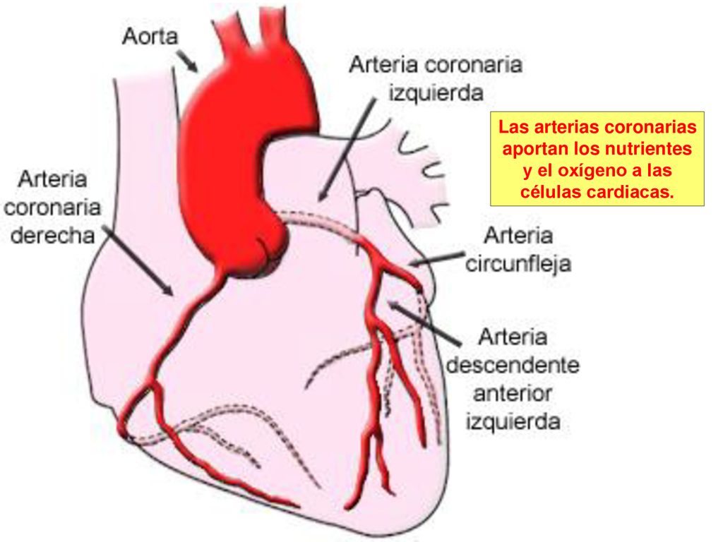 Las arterias coronarias aportan los nutrientes