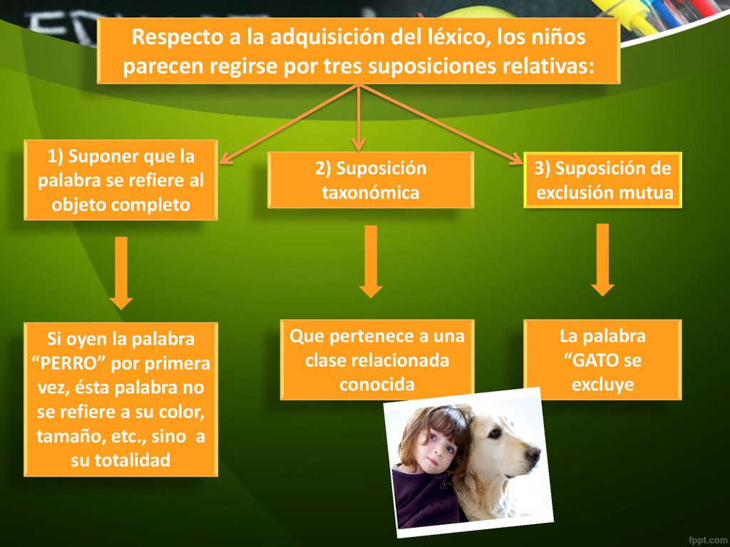 Respecto a la adquisición del léxico, los niños parecen regirse por tres suposiciones relativas: