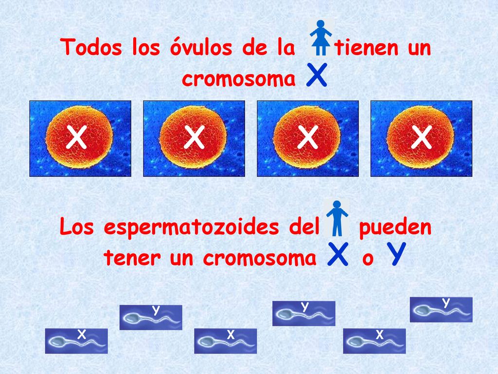 X X X X Todos los óvulos de la tienen un cromosoma X