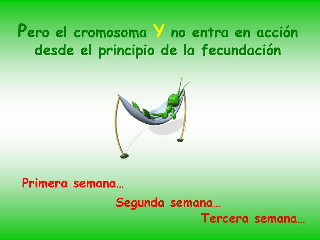 Pero el cromosoma Y no entra en acción desde el principio de la fecundación