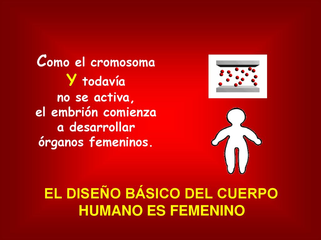 Como el cromosoma Y todavía el embrión comienza a desarrollar