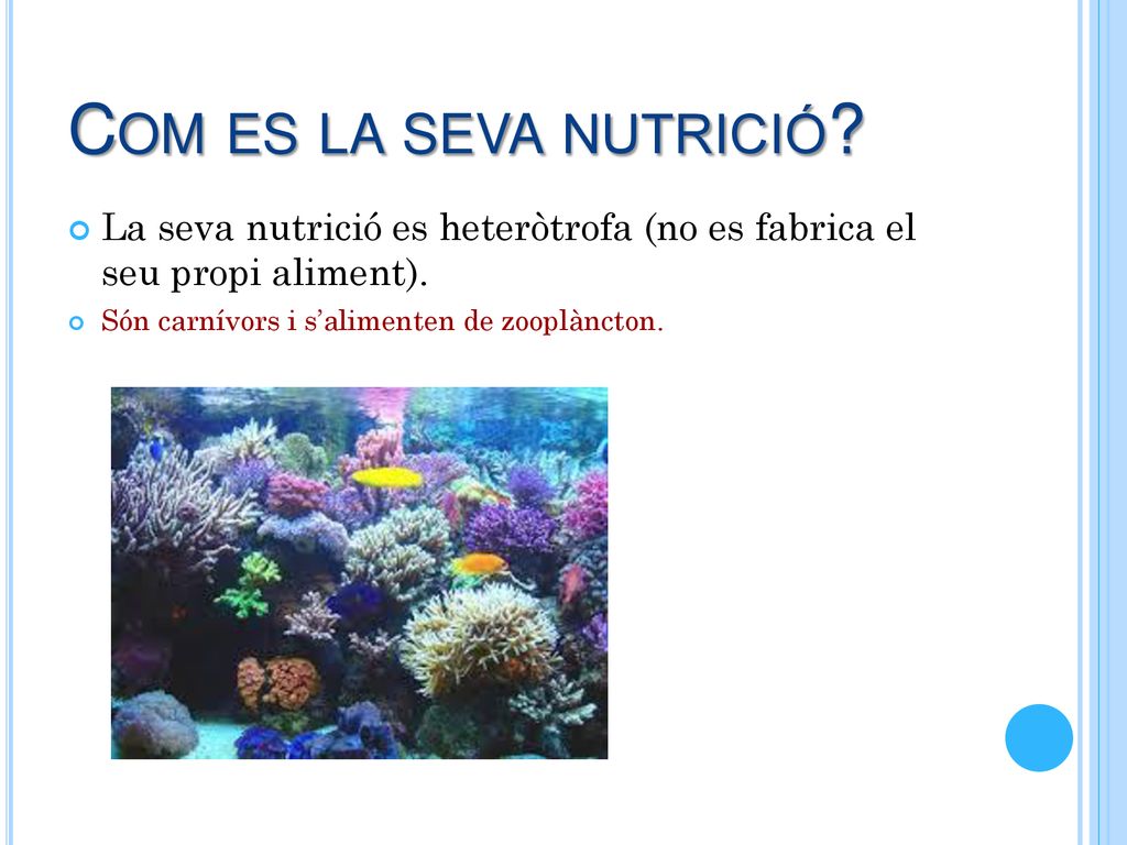 Com es la seva nutrició. La seva nutrició es heteròtrofa (no es fabrica el seu propi aliment).