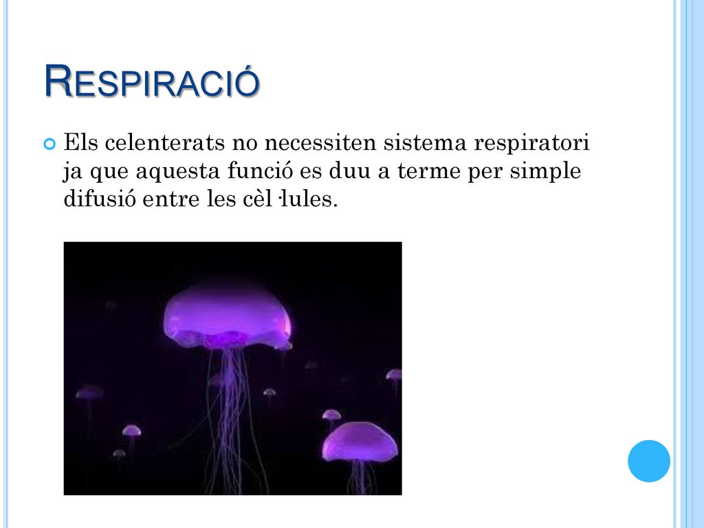 Respiració Els celenterats no necessiten sistema respiratori ja que aquesta funció es duu a terme per simple difusió entre les cèl·lules.