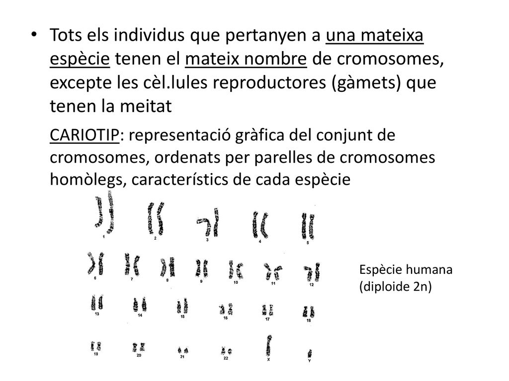 Tots els individus que pertanyen a una mateixa espècie tenen el mateix nombre de cromosomes, excepte les cèl.lules reproductores (gàmets) que tenen la meitat