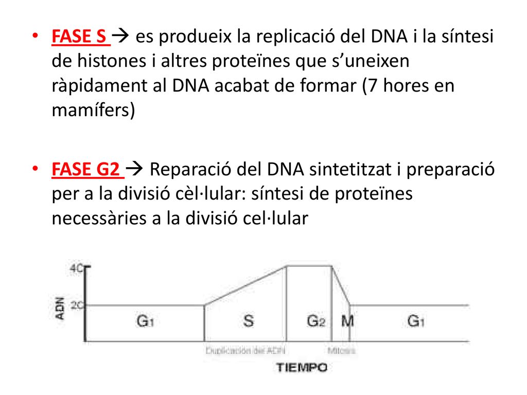 FASE S  es produeix la replicació del DNA i la síntesi de histones i altres proteïnes que s’uneixen ràpidament al DNA acabat de formar (7 hores en mamífers)