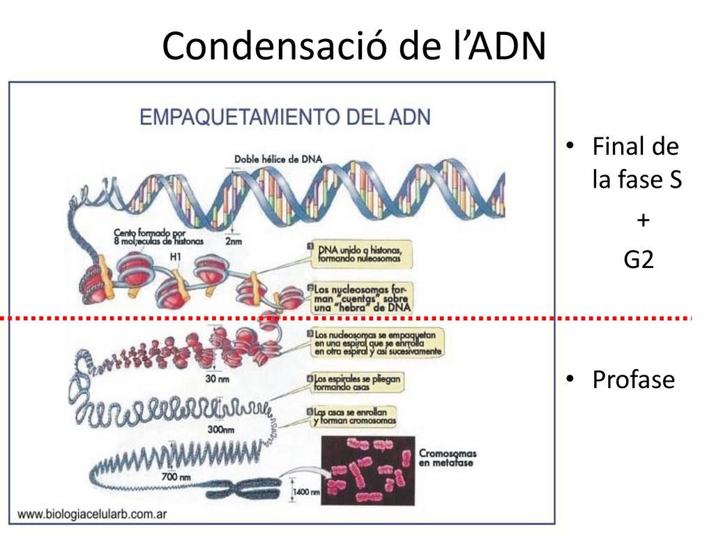 Condensació de l’ADN Final de la fase S + G2 Profase