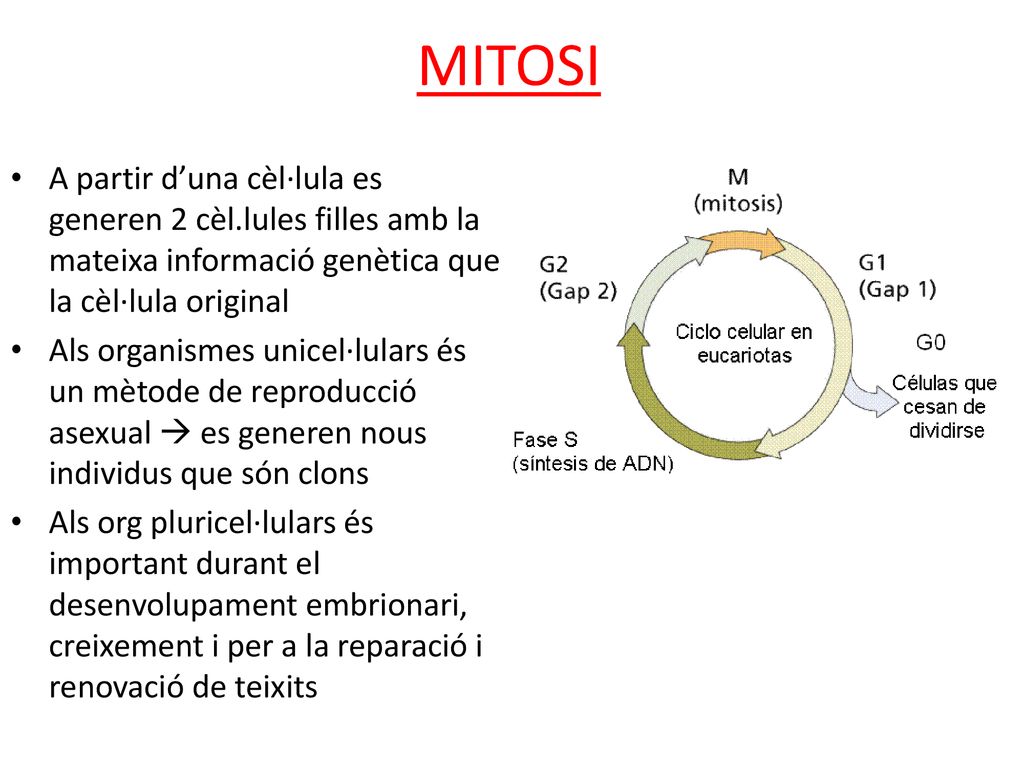 MITOSI A partir d’una cèl·lula es generen 2 cèl.lules filles amb la mateixa informació genètica que la cèl·lula original.