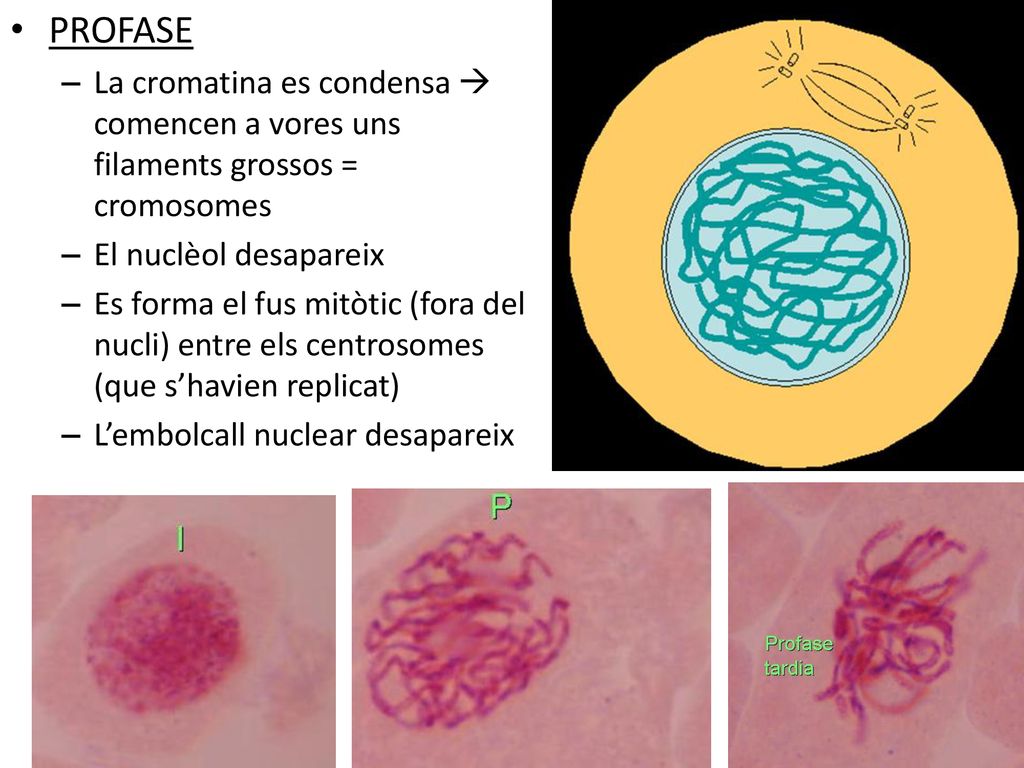 PROFASE La cromatina es condensa  comencen a vores uns filaments grossos = cromosomes. El nuclèol desapareix.