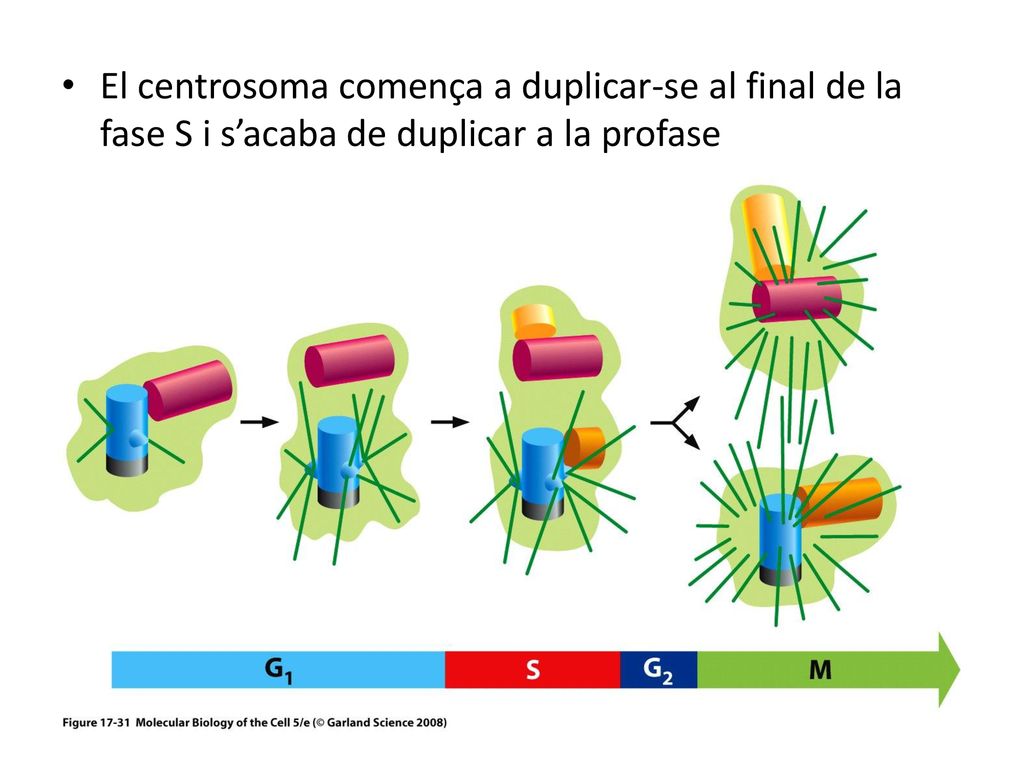 El centrosoma comença a duplicar-se al final de la fase S i s’acaba de duplicar a la profase