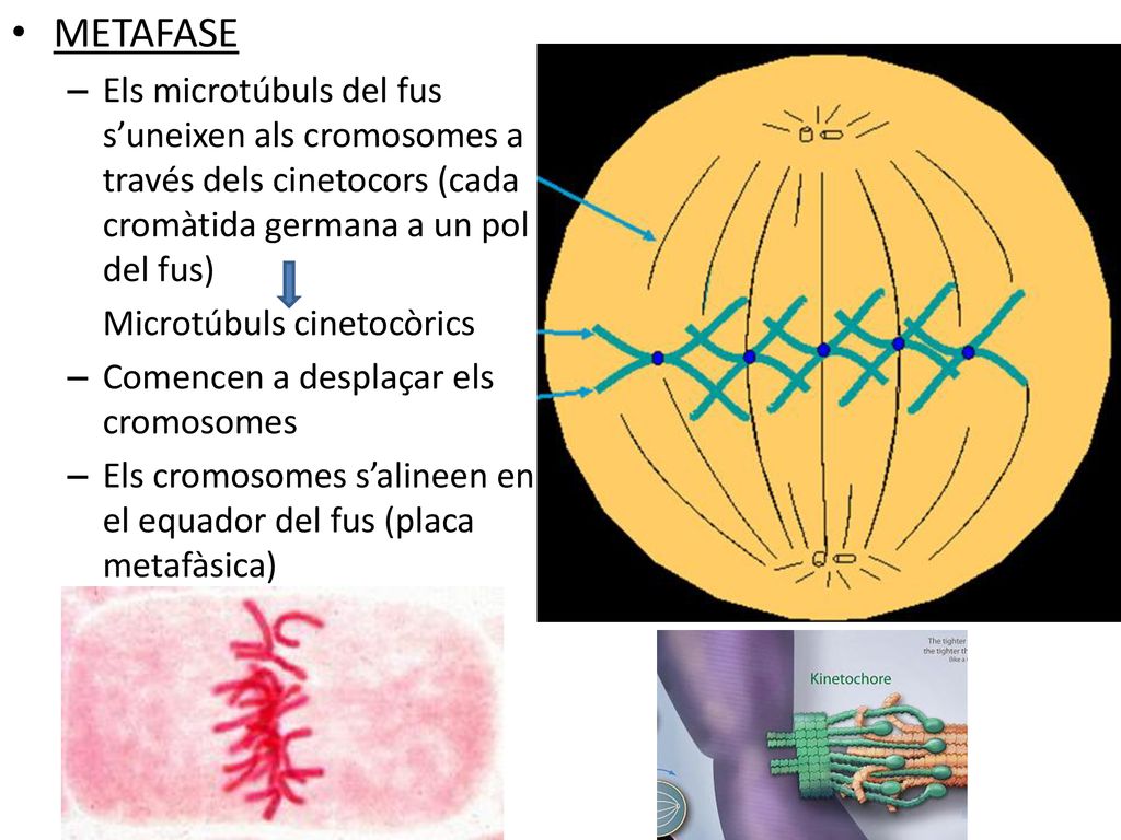 METAFASE Els microtúbuls del fus s’uneixen als cromosomes a través dels cinetocors (cada cromàtida germana a un pol del fus)