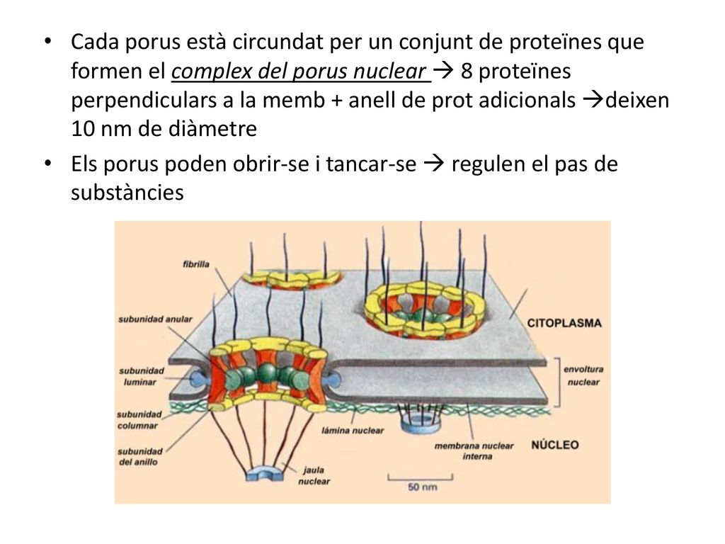 Cada porus està circundat per un conjunt de proteïnes que formen el complex del porus nuclear  8 proteïnes perpendiculars a la memb + anell de prot adicionals deixen 10 nm de diàmetre