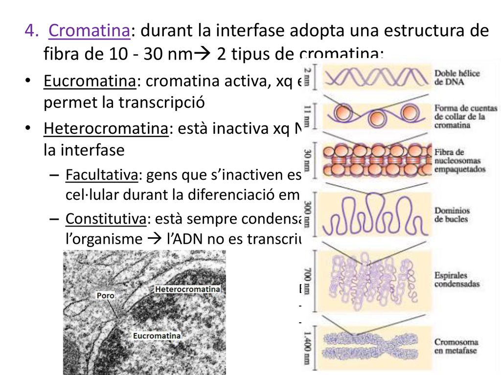 4. Cromatina: durant la interfase adopta una estructura de fibra de nm 2 tipus de cromatina: