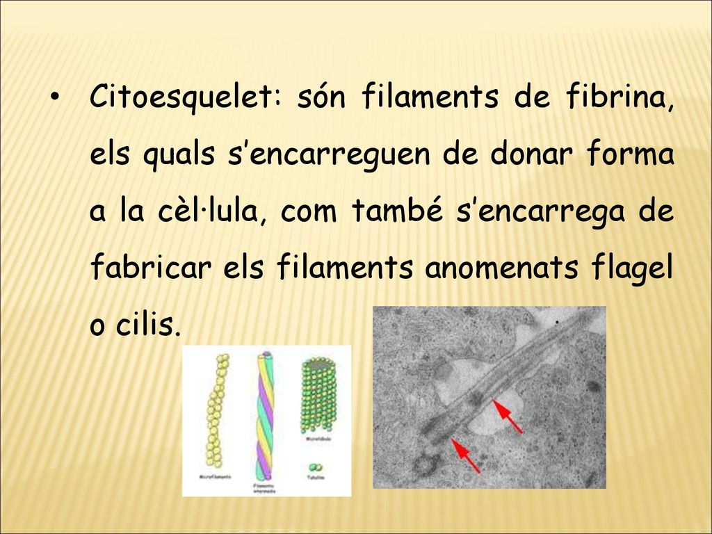 Citoesquelet: són filaments de fibrina, els quals s’encarreguen de donar forma a la cèl·lula, com també s’encarrega de fabricar els filaments anomenats flagel o cilis.