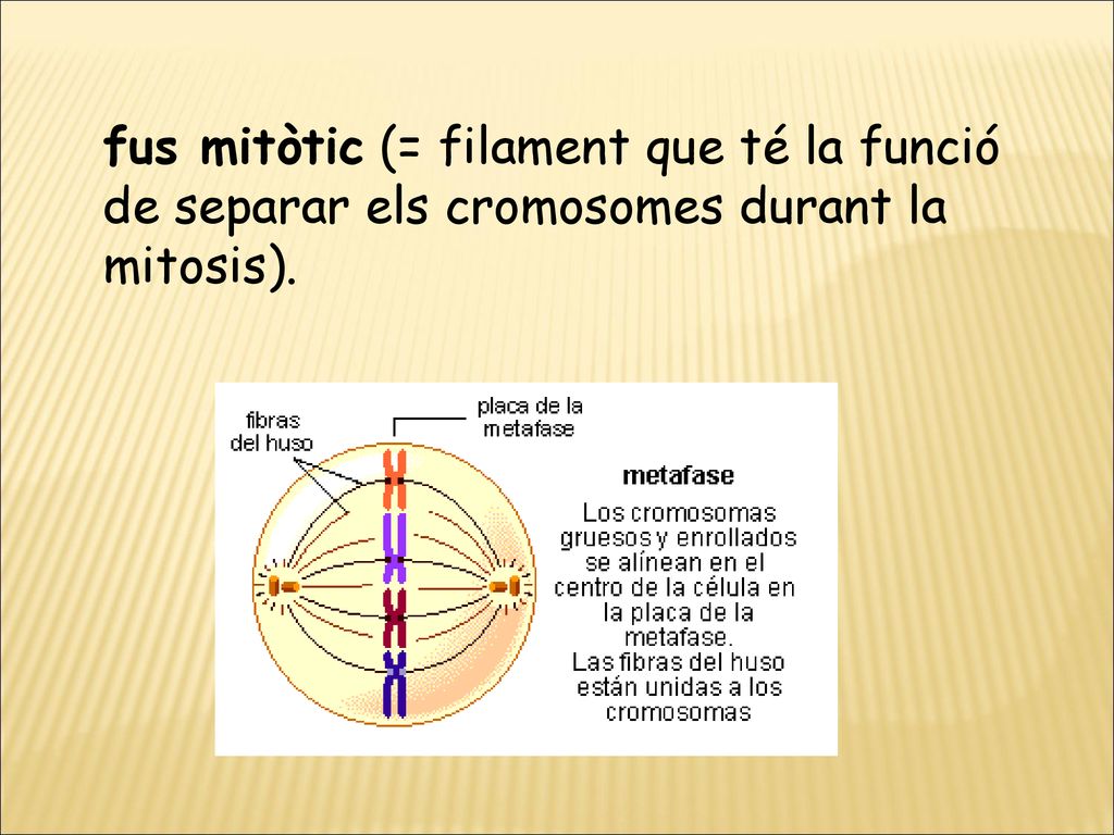 fus mitòtic (= filament que té la funció de separar els cromosomes durant la mitosis).