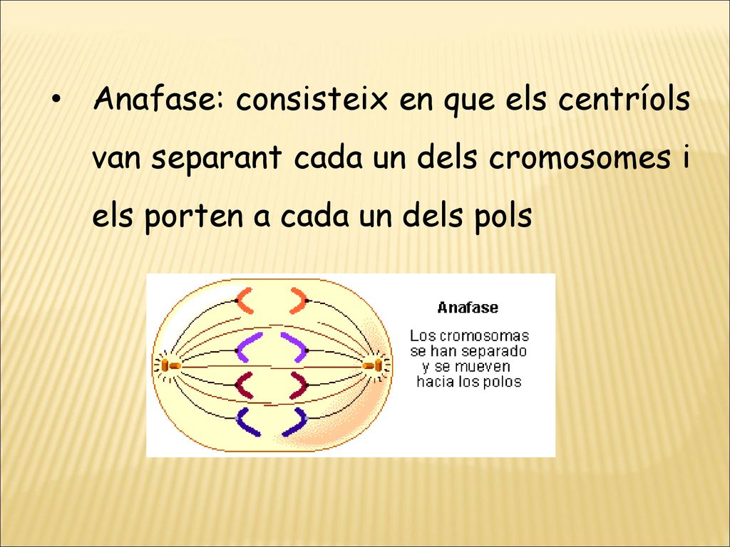 Anafase: consisteix en que els centríols van separant cada un dels cromosomes i els porten a cada un dels pols