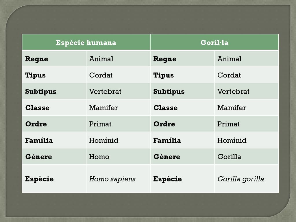 Espècie humana Goril·la. Regne. Animal. Tipus. Cordat. Subtipus. Vertebrat. Classe. Mamífer.