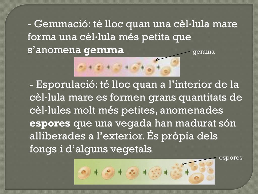 - Gemmació: té lloc quan una cèl·lula mare forma una cèl·lula més petita que s’anomena gemma