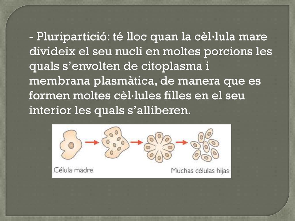 - Pluripartició: té lloc quan la cèl·lula mare divideix el seu nucli en moltes porcions les quals s’envolten de citoplasma i membrana plasmàtica, de manera que es formen moltes cèl·lules filles en el seu interior les quals s’alliberen.