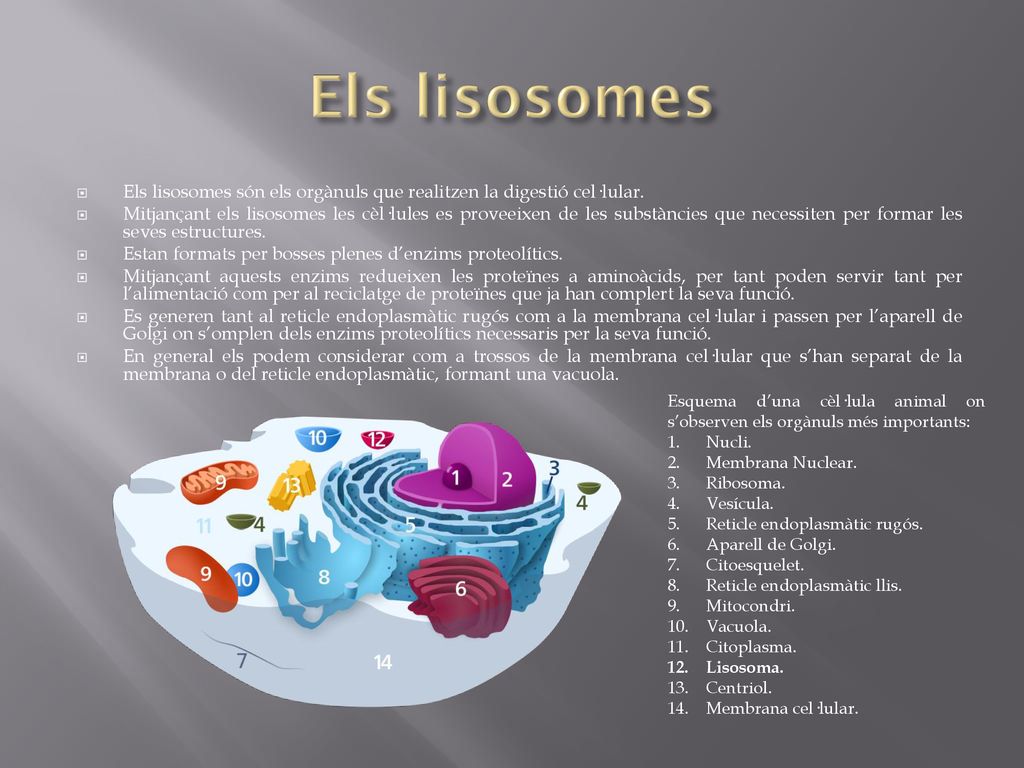 Els lisosomes Els lisosomes són els orgànuls que realitzen la digestió cel·lular.