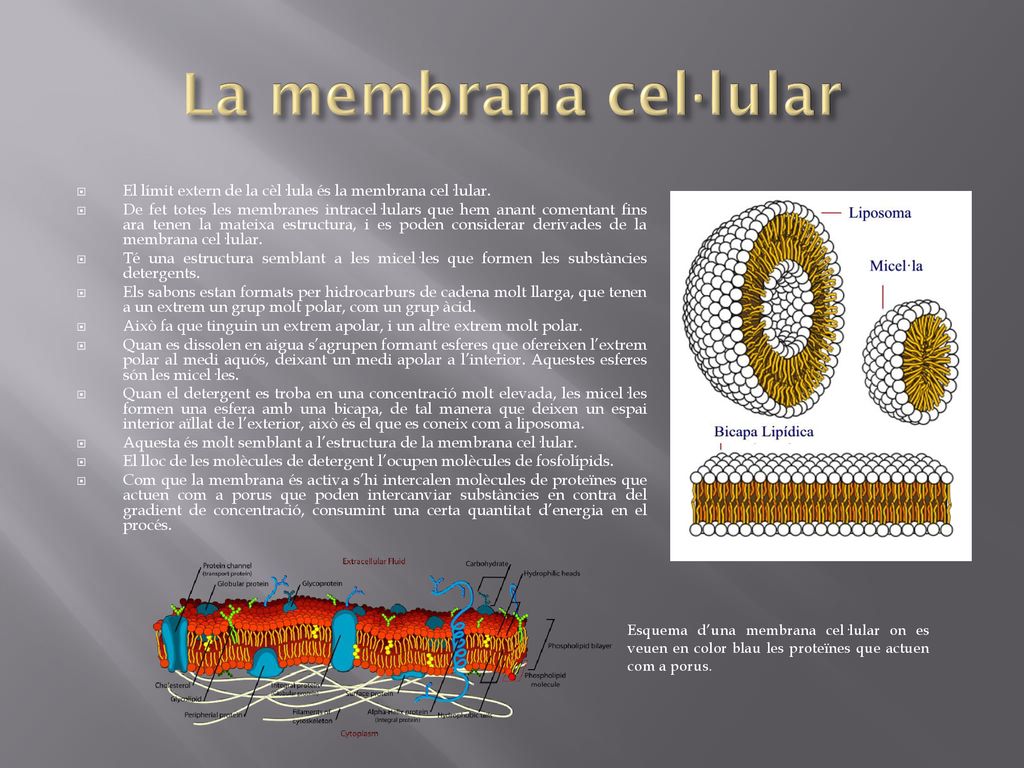 La membrana cel·lular El límit extern de la cèl·lula és la membrana cel·lular.