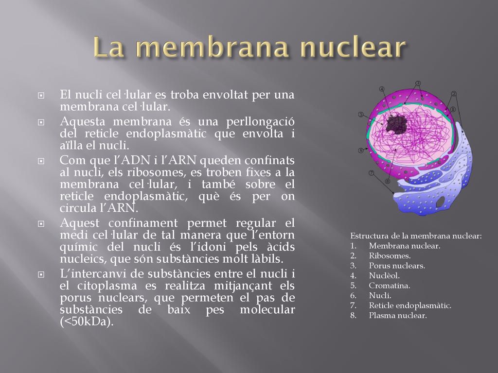 La membrana nuclear Estructura de la membrana nuclear: Membrana nuclear. Ribosomes. Porus nuclears.