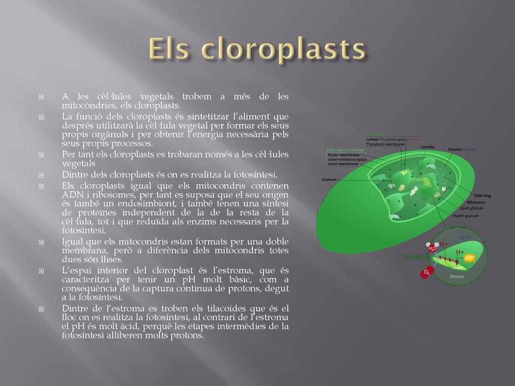 Els cloroplasts A les cèl·lules vegetals trobem a més de les mitocòndries, els cloroplasts.