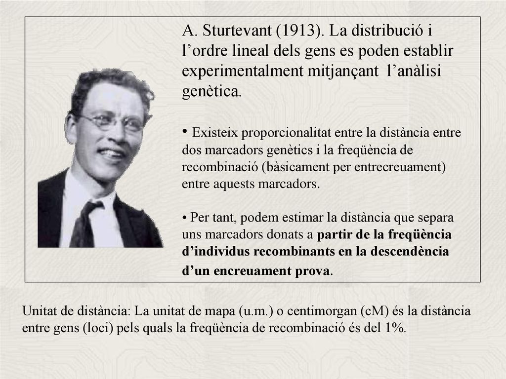 A. Sturtevant (1913). La distribució i l’ordre lineal dels gens es poden establir experimentalment mitjançant l’anàlisi genètica.