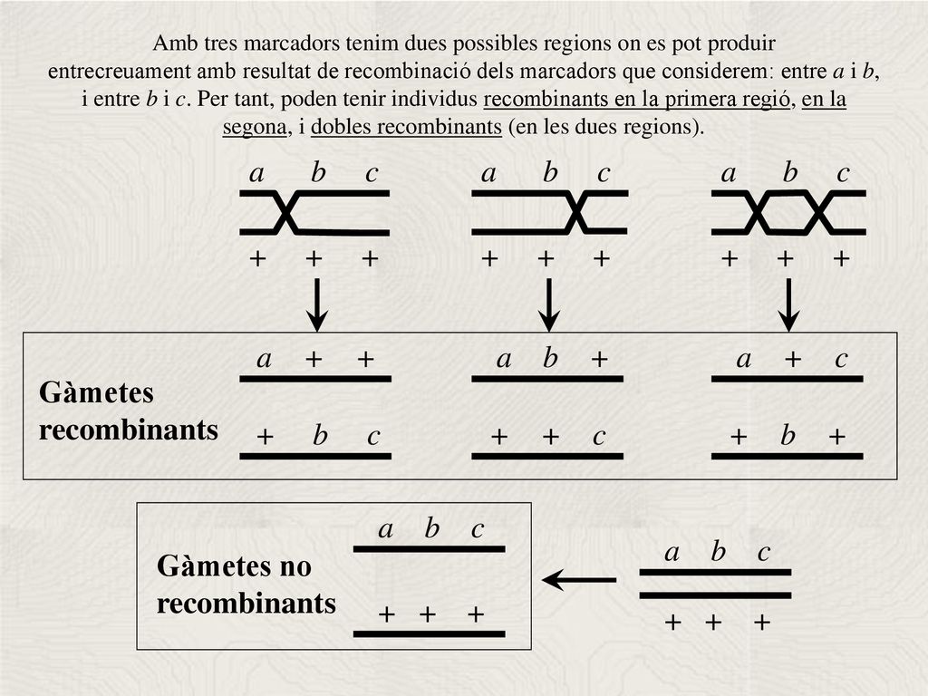 Amb tres marcadors tenim dues possibles regions on es pot produir