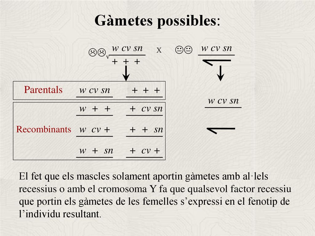 Gàmetes possibles: w cv sn w cv sn KK LLv X Parentals w cv sn